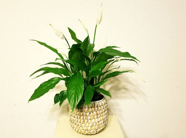 Peace Lily Plant in Boho Basket - Best Air Purifying Indoor Houseplants