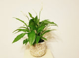 Peace Lily Plant in Boho Basket - Best Air Purifying Indoor Houseplants