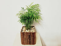 Parlor Palm Plant in Twig Pot - Best air purifying indoor houseplants