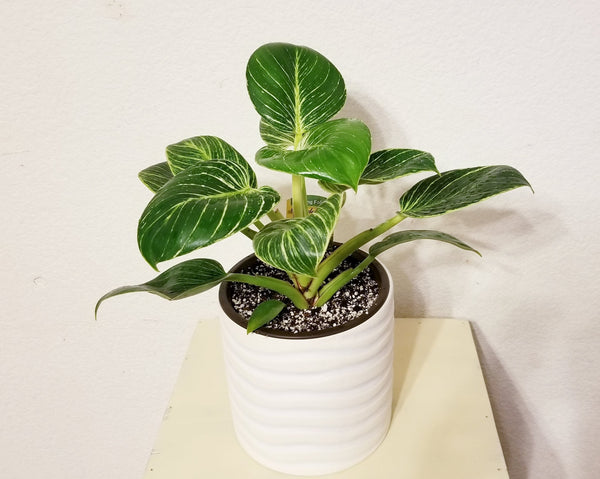 Philodendron Birkin Rate Plant in White Ceramic