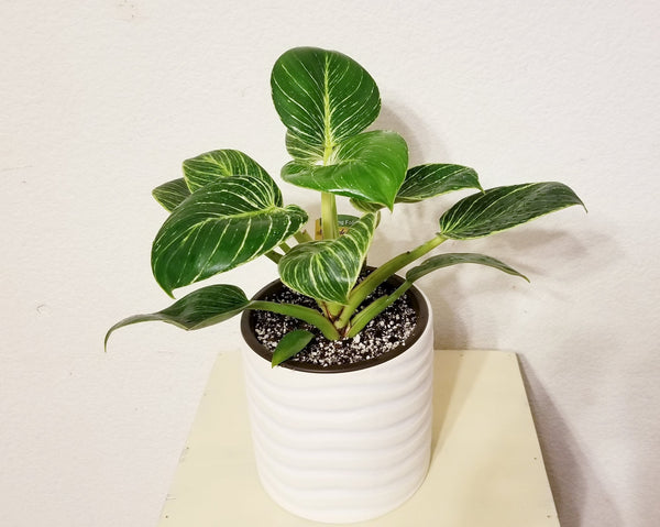 philodendron birkin white wave RARE