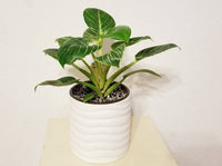 Philodendron Birkin Rate Plant in White Ceramic