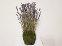 Lavender Fields Design in Preserved Moss Basket