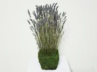 Lavender Fields Design in Preserved Moss Basket