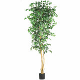 7' Ficus Silk Tree