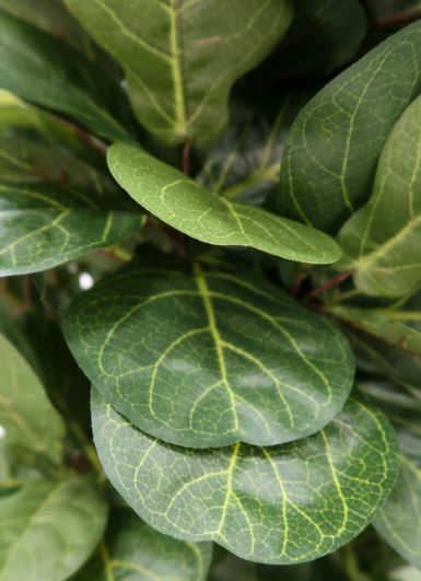 6' fiddle leaf fig tree 6' Fiddle Leaf Fig Tree – LeLe Floral
