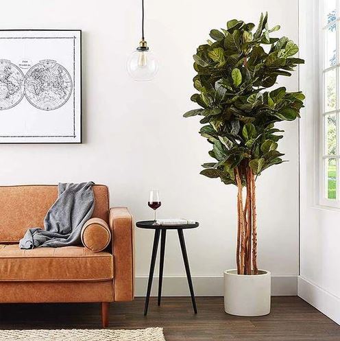 6' Fiddle Leaf Fig Tree – LeLe Floral