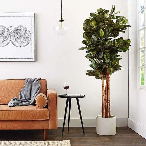 6’ Fiddle Leaf Fig Tree