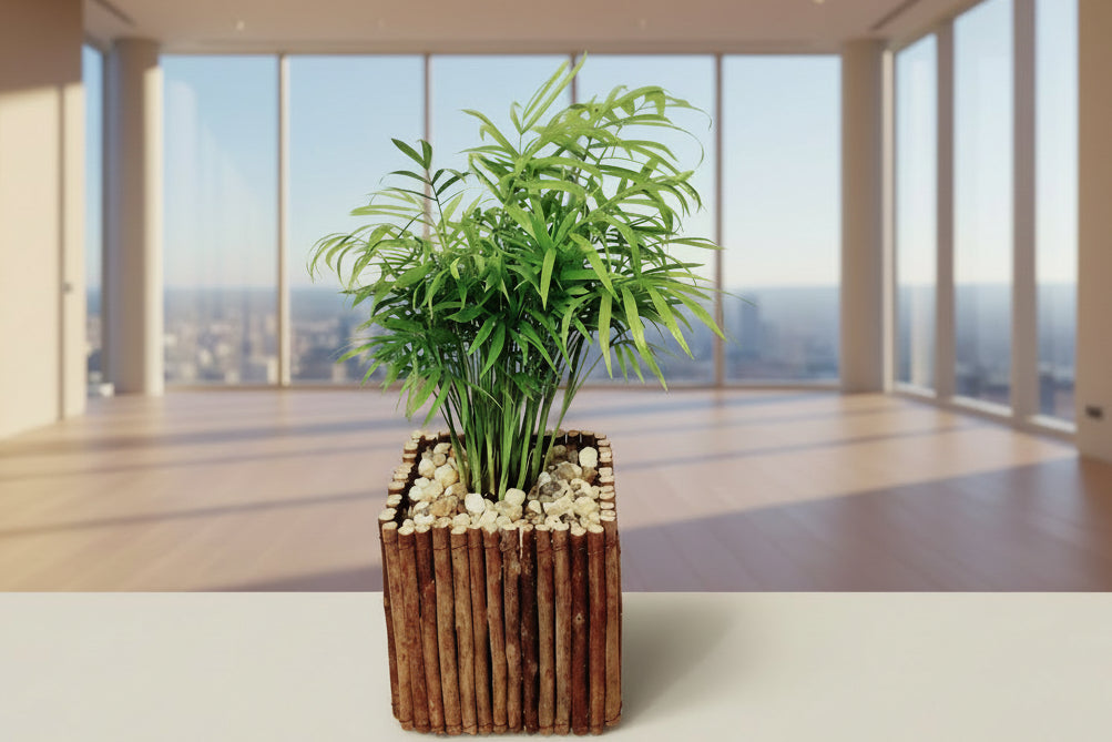 best indoor plant to purify air Parlor Palm Plant in Twig Pot