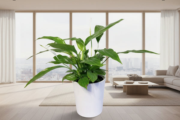peace lily container Peace Lily Plant in Ceramic Pot