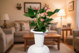 Pink or Red Anthurium Andreanum - Flamingo Flower (Color, variety and pot may vary)