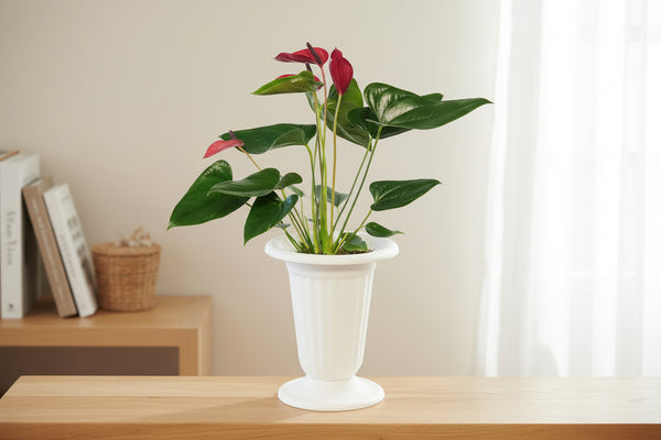 anthurium andreanum Red Anthurium Andreanum