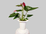 Red Anthurium Andreanum - Flamingo Flower
