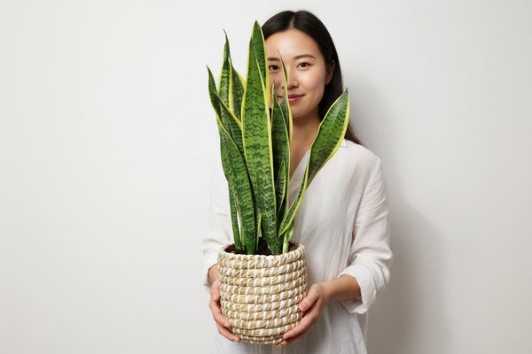 snake plant good for air quality Sansevieria in Boho Basket