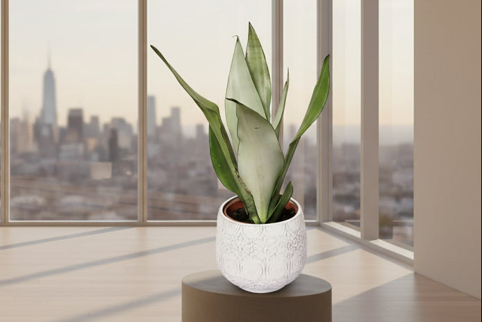 snake plants and air quality Snake Plant in Boho Ceramic Pot