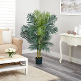 5’ Golden Cane Palm Tree